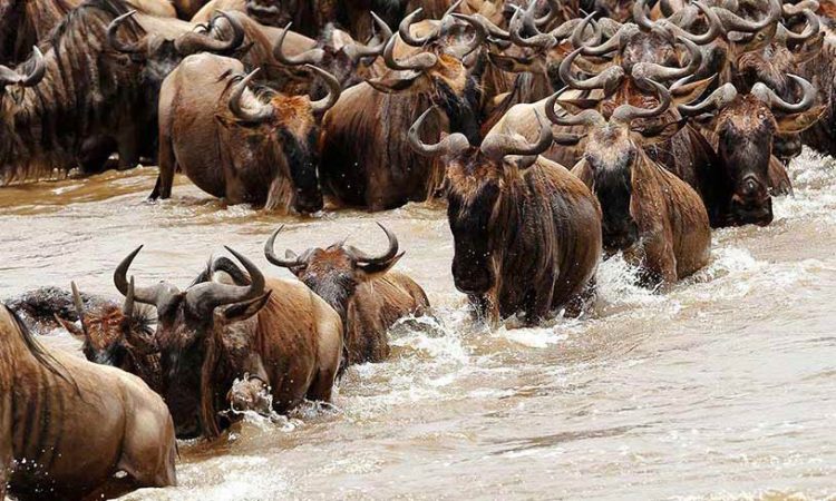 tanzania family journey for serengeti safari